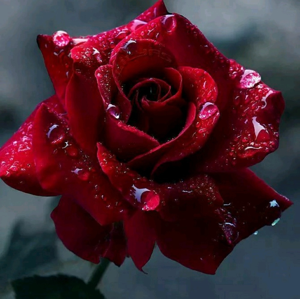 Meet your Posher, Toni